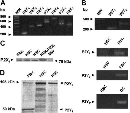 Figure 2. CD34+ cells' expression of mRNA for P2XRs and P2YRs and Western blot analysis for P2X7R and P2Y1R. P2XR (A) and P2YR (B) subtypes were expressed by HSCs. RT-PCR and Western blot were performed as described in “Materials and methods”: P2X1 (248 bp), P2X2 (355 bp), P2X3 (437 bp), P2X4 (521 bp), P2X5 (614 bp), P2X6 (520 bp), P2X7 (399 bp), P2Y1 (260 bp), P2Y2 (367 bp), P2Y4 (433 bp), P2Y6 (459 bp), P2Y11 (238 bp). The expression of P2X7 and P2Y1 was confirmed, at the protein level, in panels C and D, respectively. MW indicates molecular weight marker; HSC, hematopoietic stem cells; Fibr, human fibroblasts; DC, human monocyte-derived dendritic cells; HEK293-P2X7, human embryonic kidney cells expressing P2X7R.