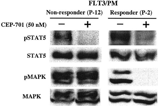 Figure 6. Lack of cytotoxic response to CEP-701 in a FLT3/PM sample is associated with lack of inhibition of activated p44/42 MAPK (ERK1/2). Whole-cell lysates from the 2 FLT3/PM samples shown in Figure 5B were examined by Western blotting for STAT5 and MAPK phosphorylation status. The blots were then stripped and reprobed to determine the STAT5 and MAPK protein expression. Patient numbers (from Tables 1, 2 and 3) are noted for each sample.