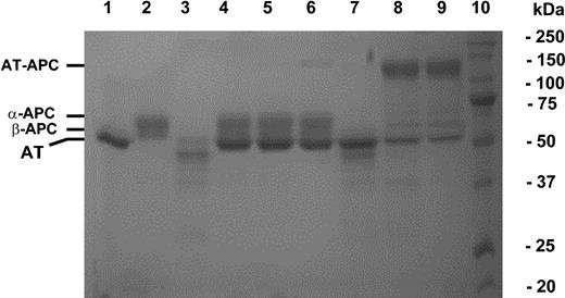 Figure 1. Nonreducing SDS-PAGE analysis of the stable AT-protease complex formation with wild-type and mutant APC. An equimolar concentration (2 μM) of either wild-type (lanes 4-6) or mutant APC (lanes 7-9) was incubated with AT for 30 minutes in the absence (lanes 4 and 7) or presence of 4 μM pentasaccharide (lanes 5 and 8) or the approximately 70-saccharide heparin (lanes 6 and 9) in 20-μL reactions in TBS/Ca2+. Five microliters of 5 × nonreducing sample buffer was added to each reaction and the samples were boiled for 5 minutes and applied on 10% SDS gel. The stable mutant protease-AT complexes migrated as high-molecular-weight bands on lanes 8 and 9. The free forms of AT, wild-type, and mutant APC are shown in lanes 1-3, respectively. Lane 10 is molecular mass standard in kDa.