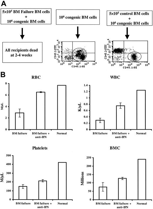 Figure 5. Destruction of BM hematopoietic progenitor and stem cells as bystanders. Sublethally irradiated B6D2F1 mice (5 Gy TBI) were infused with 5 × 106 normal B6 (CD45.2) LN cells to induce BM failure. BM cells from 2 affected mice and 1 control mouse that did not receive LN cell infusion were mixed 1:2 with BM from a B6-CD45.1 congenic codonor, and the cell mixtures were then transplanted into new lethally irradiated, B6D2F1 recipients at 5 recipients per donor. Three recipients each received 10 × 105 B6-CD45.1 congenic codonor BM cells and were used as controls. Recipient survival and donor engraftment were monitored for 10 weeks (A). Sublethally irradiated CByB6F1 mice (5 Gy TBI) were infused with 5 × 106 normal B6 (CD45.2) LN cells to induce BM failure. BM from 1 affected mouse (moderate for BM failure to ensure recipient survival) was mixed 1:2 with BM from a B6-CD45.1 congenic codonor and was injected into 6 lethally irradiated CByB6F1 recipients. Of these, 3 recipients were intraperitoneally injected with 500 μg/d anti-IFN-γ on days 0 and 9, and the other 3 recipients were not. BM cells from 1 control CByB6F1 mouse that did not receive LN cell infusion were mixed 1:2 with BM from a B6-CD45.1 congenic codonor and were injected into 3 lethally irradiated CByB6F1 recipients. Recipients were analyzed 3 weeks after transplantation for CBC and total BM cellularity (B). In both parts of study, each recipient received 5 × 105 donor and 10 × 105 codonor BM cells. Data in panel B are means ± standard error.