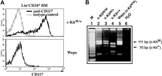 Figure 2. WEPO mice have a c-KitW/W genotype and lack c-Kit cell surface expression. (A) Lin- CD34+ BM cells from WEPO mice lack expression of c-Kit (CD117) on the cell surface. (B) WEPO mice are homozygous for the W mutation. The DNA product amplified by PCR from genomic DNA from c-Kit+, but not from c-KitW templates, has an HphI restriction site. After HphI digestion of the PCR product, a 70-bp band indicates a c-Kit+ allele (lanes 3, 4), and a 111-bp band indicates a c-KitW allele (lanes 2, 3, 5).