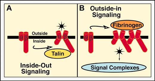 Figure 1. Integrin activation is bidirectional and reciprocal. The αIIbβ3 equilibrates between resting and activated states, the resting state predominating in unstimulated platelets and the activated state in stimulated platelets. Conversion from resting to activated does not imply a single, abrupt change but rather a series of coordinated and linked conformational transitions. (A) Inside-out signaling. Agonist-dependent intracellular signals stimulate the interaction of key regulatory ligands (such as talin) with integrin cytoplasmic tails (in this case the β3 tail). This leads to conformational changes in the extracellular domain that result in increased affinity for adhesive ligands such as fibrinogen, von Willebrand factor (VWF), and fibronectin. Affinity modulation can be monitored in living cells with engineered monovalent Fab fragments derived from ligand-mimetic monoclonal antibodies.35,50,137 Plasma fibrinogen and VWF support platelet aggregation at low and high shear rates, respectively, by bridging αIIbβ3 receptors on adjacent platelets.3 Studies in mice deficient in fibrinogen and VWF indicate that plasma fibronectin can also promote thrombus initiation, growth, and stability at high shear rates.138 (B) Outside-in signaling. Extracellular ligand binding, initially reversible, becomes progressively irreversible and promotes integrin clustering and further conformational changes that are transmitted to the cytoplasmic tails. This results in the recruitment and/or activation of enzymes, adaptors, and effectors to form integrin-based signaling complexes.