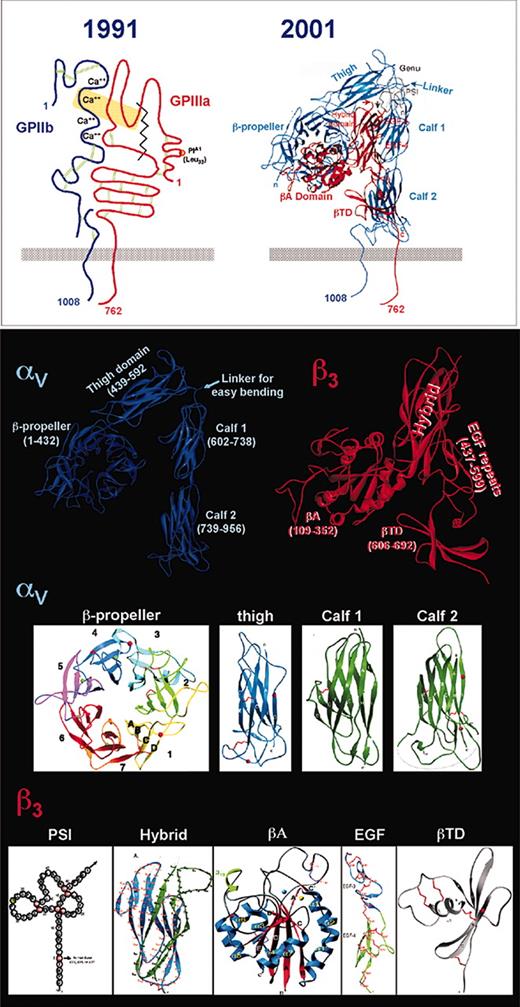 Figure 3. Structure of αIIbβ3. An early model of the αIIbβ3 complex (top left) illustrates a number of relevant functional and structural features, including major ligand contact sites (within the yellow rectangle), and the calcium binding region and interchain and intrachain disulfide bonds in αIIb (GPIIb; blue). The β3 subunit is shown in red with its 5 cysteine-rich regions, 1 at the N-terminus and 4 in the stalk, ligand contact sites (yellow rectangle), and 2 chymotrypsin-sensitive cleavage sites (jagged line) that remove the ligand-binding segment, now termed A. Domains visible in the crystal structure of the closely related αVβ3 (top right and bottom panels) are shown in detail and discussed in the text. The PSI domain (bottom left) is depicted schematically because its structure has not been determined. Adapted from Xiong et al20 and Newman139 with permission.