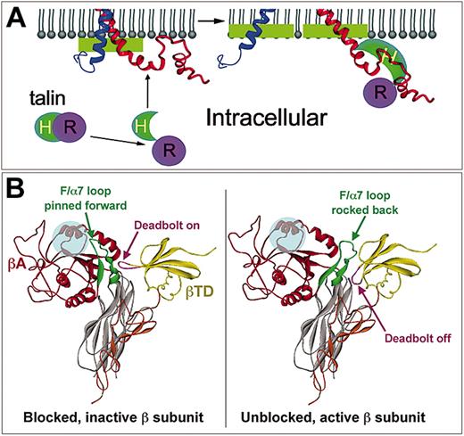 Figure 4. Integrin tail-membrane interactions and high-affinity ligand binding. (A) NMR-derived model of αIIb (blue) and β3 (red) cytoplasmic tails. In resting cells (left), the 2 tails contact each other and are also embedded in the membrane via their N-terminal α-helices and the “middle” NPLY region of β3. Under these conditions, talin is not bound to β3. When cells and talin are activated (right), the head domain of talin (H) is released from inhibition by its rod domain (R) and binds to β3. This disrupts the relatively weak integrin tail-tail and tail-membrane interactions, leading to splaying of the tails and bidirectional signaling. Changes similar to those induced by talin binding may be induced by the binding of fibrinogen to αIIbβ3. From Vinogradova et al32 with permission. (B) The deadbolt model of inside-out integrin activation. In the nonactivated integrin, the elongated CD loop of βTD is in close proximity to the βA domain, allowing it to effectively “deadbolt” the F/α7 loop in place, preventing ligands (transparent blue circle) from making contact with βA residues necessary for high-affinity binding. Inside-out signaling is hypothesized to induce conformational changes in the cytoplasmic tails that when transmitted through the transmembrane domains would unlock the deadbolt. The resulting loss of constraints imposed by the CD loop would allow the F/α7 loop to rock back (exaggerated as shown) from the ligand contact site, making the latter available for binding. Certain LIBS antibodies may also move the deadbolt, promoting ligand binding independent of inside-out signals. Adapted from Xiong et al14 with permission.