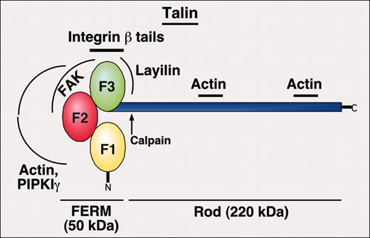 Figure 5. Domain structure of talin, a key protein in regulation of inside-out integrin signaling. Location of binding sites for other proteins is depicted.