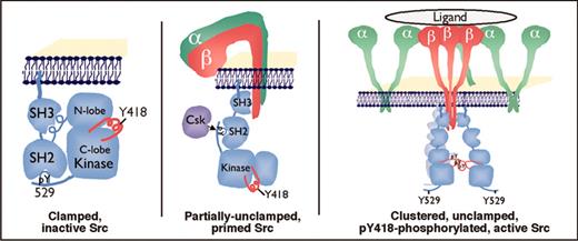 Figure 6. Model for αIIbβ3 regulation of Src. (Left) According to current structural models,140 Src family kinases are membrane associated and maintained in a “clamped,” inactive state through intramolecular interactions between the SH2 domain and a C-terminal phosphotyrosine motif at Tyr529 (Y529), and the SH3 domain and a polyproline motif in the linker region between the SH2 domain and the N-lobe of the catalytic domain. (Middle) In platelets, a pool of c-Src (and several other Src family kinases) is constitutively bound to αIIbβ3 through interaction of the β3 cytoplasmic tail with the SH3 domain. This may maintain Src in a partially unclamped, primed state but not yet fully active, in part because Tyr529 remains phosphorylated by integrin-associated Csk. (Right) Upon αIIbβ3 ligation, Src becomes clustered and Csk dissociates from the integrin complex. The net result is dephosphorylation of Tyr529 by an unidentified tyrosine phosphatase and autophosphorylation of Tyr418 (Y418) in the Src activation loop. Consequently, Src is now unclamped and fully active to phosphorylate downstream effectors. From Arias-Salgado et al51 and Obergfell et al112 with permission.