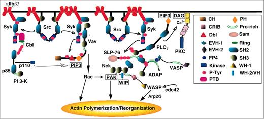 Figure 7. Cartoon depicting portions of the signaling network linking αIIbβ3 to actin polymerization and reorganization. The insert provides a key to some of the modules or domains within the proteins that mediate or regulate protein functions and/or interactions. Domain abbreviations: CH, calponin homology; P-Tyr, phosphotyrosine; PTB, phosphotyrosine binding; PH, pleckstrin homology; WH, WASP homology; and VH, verprolin homology. WIP indicates WASP-interacting protein; PLCγ, phospholipase Cγ. The figure is offered solely to provide a visual context for the discussion in the text of early phases of outside-in signaling. No attempt is made to show all proteins involved or all interactions of a given protein, and important signaling cross-talk between αIIbβ3 and other platelet receptors is not depicted.9 See Bearer et al,109 Hartwig et al,111 and Calderwood et al124 for reviews of integrin-dependent actin dynamics and organization in platelets.
