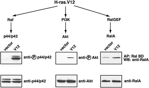 Figure 1. Oncogenic H-ras activates 3 major pathways in erythroid progenitors. Freshly isolated fetal liver TER119- cells were infected with bicistronic retroviruses encoding hCD4 alone (control vector) or oncogenic H-ras (H-ras.V12 mutant) and cultured overnight. The cells were starved for 2 hours and harvested. Levels of RalA-GTP, the active form of RalA, were analyzed by affinity purification of lysates with use of a GST fusion with RalA-binding domain of Ral BP immobilized on agarose beads. Phosphorylated p44/p42 ERK and Akt were measured by Western blotting (described in “Materials and methods”). For each tested signaling protein, the activated or phosphorylated form is shown in the top blot (indicated by a circled P) and the total protein on the bottom blot.