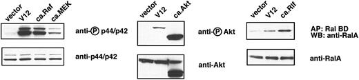 Figure 2. Constitutively active mutant signaling proteins activate specific signaling pathways downstream of H-ras in erythroid progenitors. Freshly isolated fetal liver TER119- cells were infected with bicistronic retroviruses encoding hCD4 alone (control vector), H-ras.V12, constitutively active (ca.) Raf, ca.MEK, ca.Akt, or ca.Rlf. The cells were cultured and harvested, and lysates were analyzed exactly as described in the legend to Figure 1. The extent of activation of each individual pathway by each ca. mutant was compared with that induced H-ras.V12. ca.Akt was created by the deletion of its PH domain and the addition of an src myristoylation signal at its N-terminus.25 Therefore, the size of ca.Akt protein is smaller than that of wild-type Akt.
