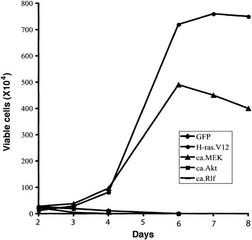 Figure 4. Expression of constitutively active MEK1 induces Epo-independent growth of erythroid progenitors. Freshly isolated fetal liver TER119- cells were infected with bicistronic retroviruses encoding GFP alone, H-ras.V12, ca.MEK, ca.Akt, or ca.Rlf and cultured for 1 day. GFP+ cells were isolated by FACS sorting and continuously cultured in fibronectin-coated wells in the absence of Epo. Cell numbers are presented as total viable cells. Data are averages from triplicate cultures of a representative experiment and standard deviations were always less than 5% of the averages.