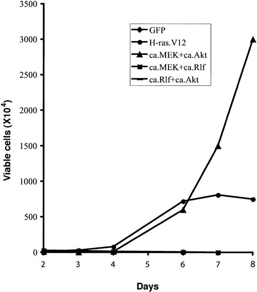 Figure 5. Constitutive activation of MEK1 and Akt together supports longer Epo-independent growth of erythroid progenitors than does H-ras.V12. Freshly isolated fetal liver TER119- cells were infected with bicistronic retroviruses encoding GFP alone, H-ras.V12, ca.MEK and ca.Akt, ca.MEK and ca.Rlf, or ca.Rlf and ca.Akt, and cultured for 1 day. For double infection, one retroviral construct encodes hCD4 and the other encodes GFP. Doubly infected cells were stained for hCD4. Then, GFP+ cells (single infection) or GFP+hCD4+ cells (double infection) were sorted by FACS. Cells were then replated in fibronectin-coated wells in medium lacking Epo. Cell numbers are presented as total viable cells. Data are averages from triplicate cultures of a representative experiment and standard deviations were always less than 5% of the averages.