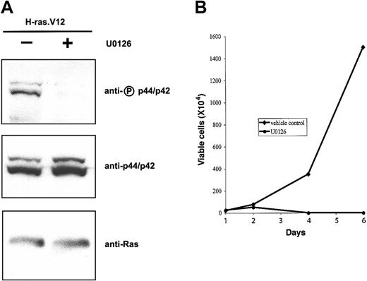 Figure 6. U0126 inhibits H-ras.V12-induced Epo-independent growth of erythroid progenitors. Freshly isolated fetal liver TER119- cells were infected with a bicistronic retrovirus encoding H-ras.V12 and hCD4 and cultured in fibronectin-coated wells in medium containing serum and Epo. U0126 (20 μM) was added into cells on day 1 and replaced every 24 hours. (A) The cells were harvested 6 hours after the addition of DMSO (control) or U0126. Expression of H-ras.V12 protein and activation of p44/42 were examined by Western blotting as in Figure 1. (B) The cells were cultured in fibronectin-coated wells in medium lacking Epo and in the absence or presence of U0126. Cell numbers are presented as total viable cells. Data are averages from triplicate cultures of a representative experiment and standard deviations were always less than 5% of the averages.