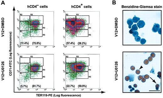 Figure 7. U0126 restores erythroid differentiation in H-ras.V12-transduced erythroid progenitors. Freshly isolated fetal liver TER119- cells were infected with a bicistronic retrovirus encoding H-ra.V12 and hCD4 and cultured as described in Figure 6. (A) After 2 days in culture in the absence or presence of U0126, erythroid differentiation profiles were analyzed by FACS as described in Figure 3. hCD4+ cells express H-ras.V12, whereas hCD4- cells are uninfected and provide an internal control to the experiment. The percentages of TER119- cells (presented as total of R1 and R2 cells) and TER119+ cells (presented as total of R3-R5 cells) are indicated at the bottom of each density plot. (B) After 3 days in culture in the absence or presence of U0126, the cells were processed with Benzidine-Giemsa stain. Cells from one representative field are shown here. The arrow indicates a late orthochromatophilic erythroblast, and the arrowhead indicates an enucleated reticulocyte. Scale bar: 20 μm.