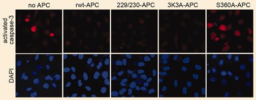Antiapoptotic activity of rwt APC and anticoagulantly impaired APC variants. See the complete figure in the article beginning on page 1740.
