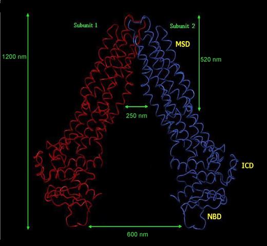 Figure 1. The 3-dimensional structure of the human MDR1 P-gp membrane transporter. Structure-based sequence alignment of human MDR1 on the E coli MsbA ABC transporter (1JSQ) was performed using the Clustal W program (European Bioinformatics Institute, Hamburg, Germany). When the MDR1 sequence was analyzed using the tertiary structure prediction program 3D-PSSM (3-dimensional position-sensitive scoring matrix), it demonstrated the greatest concordance with 1JSQ, confirming that these transporters are structurally conserved. A structural model of human P-gp was created using 1JSQ as the template structure in Internal Coordinate Mechanism (ICM) software (Molsoft, San Diego, CA). The overall topologic architecture of the human MDR1 ABC transporter is predicted to have a similar tertiary structure to that of Eco-msbA, which is a homodimer. Each monomer is composed of 3 domains: a membrane-spanning domain (MSD), an intracellular domain (ICD), and a nucleotide binding domain (NBD). The transporter is approximately 1200 nm in length with the MSD being about 520 nm. The trans-membrane α-helices are tilted between 30° and 40° from the plane of the membrane, forming a cone-shaped structure with a substantial opening of about 250 nm on either side facing the lipid bilayer. The outer membrane leaflet half of the trans-membrane domain forms intermolecular contacts that hold the 2 monomers together by burying a solvent accessible area of about 8500 nm2. The base of the chamber facing the cytoplasm is about 600 nm in the widest dimension (D.M., B. George, A.F.L., unpublished data, July 2003).