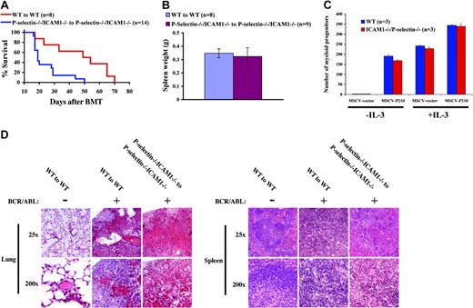 Figure 1. Lack of P-selectin and ICAM1 accelerates the development of CML-like leukemia induced by BCR/ABL (A) Kaplan-Meier survival curve for recipients of marrow transduced by BCR/ABL. Recipient mice received a cell dose of 1 × 105 cells/mouse. There were significant differences in survival between wild-type (WT) recipients of transduced WT marrow and P-selectin/ICAM1-deficient recipients of transduced P-selectin/ICAM1-deficient marrow (P = .001, log-rank test). (B) Mean spleen weight (mean values ± SD) of leukemic mice (measured at the time of morbidity or death). There was no significant difference in spleen weight between the 2 transplant groups (P = .363, t test). (C) Bone marrow colony formation assay. Bone marrow cells from wild-type and P-selectin-/-/ICAM1-/- mice were transduced with MSCV-P210-IRES-GFP or the parental control (MSCV-IRES-GFP) retrovirus, and the transduced cells were assayed for colony formation. The average number of colonies (mean values ± SD) from triplicate platings was determined in the absence or presence of 100 pg/mL murine IL-3. (D) Pathological analysis (hematoxylin/eosin staining) of the lungs and spleens of CML mice at the time of morbidity and death. In the normal control group, nontransduced wild-type bone marrow cells were transplanted into lethally irradiated wild-type recipient mice. In contrast to normal control mice, BCR/ABL-transduced WT to WT and P-selectin-/-/ICAM1-/- to P-selectin-/-/ICAM1-/- transplant groups showed complete infiltration of the lungs with myeloid leukemic cells and severe lung hemorrhages; P-selectin-/-/ICAM1-/- to P-selectin-/-/ICAM1-/- transplant mice showed more severe and larger areas of lung hemorrhages. In contrast to the normal control group, BCR/ABL-transduced WT to WT and P-selectin-/-/ICAM1-/- to P-selectin-/-/ICAM1-/- transplant groups demonstrated complete disruption of follicular architecture of the spleen by infiltrating myeloid leukemic cells.