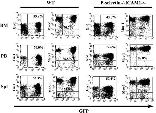 Figure 2. FACS analysis shows the development of a similar CML-like leukemia in the presence and absence of P-selectin and ICAM1. WT to WT and P-selectin-/-/ICAM1-/- to P-selectin-/-/ICAM1-/- mice showed similar percentages of GFP+/Gr-1+ and GFP+/Mac-1+ myeloid cells in bone marrow (BM; P = .495), peripheral blood (PB; P = .857), and spleen (Spl; P = .997) (2 × 2 ANOVA).