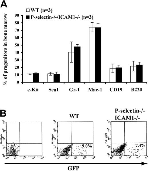 Figure 3. FACS analysis of BCR/ABL retroviral transduction efficiency of wild-type and P-selectin-/-/ICAM1-/- bone marrow cells. (A) Wild-type and P-selectin-/-/ICAM1-/- mice have similar percentages (mean values ± SD) of myeloid (Gr-1- and Mac-1-positive) and lymphoid (B220- and CD19-positive) progenitor cells and hematopoietic stem cells (c-kit- and Sca-1-positive) in bone marrow. One-way ANOVA revealed no statistically significant differences between the 2 groups (P > .05 for all markers). (B) Bone marrow cells from wild-type and P-selectin-/-/ICAM1-/- mice were equally susceptible to transduction by BCR/ABL retrovirus. Bone marrow cells were transduced with BCR/ABL retrovirus, cultured with IL-3, IL-6, and stem cell factor for 2 days, and analyzed by FACS for total GFP-positive cells.
