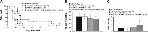 Figure 4. P-selectin deficiency plays a major role in acceleration of CML-like leukemia induced by BCR/ABL (A) Kaplan-Meier survival curve for recipients of marrow transduced by BCR/ABL. Recipient mice received a cell dose of 2 × 105 cells/mouse. Mice lacking P-selectin only and lacking both P-selectin and ICAM1 had a significant acceleration in the development of CML-like leukemia compared to both control (WT) mice and mice lacking ICAM1 only (P = .001). ICAM1-deficient mice also had a slight but statistically significant acceleration of CML development compared to control mice (P = .000). There were no significant differences (mean values ± SD) in white blood cell counts (B) and spleen weights (C) among the 4 transplant groups.