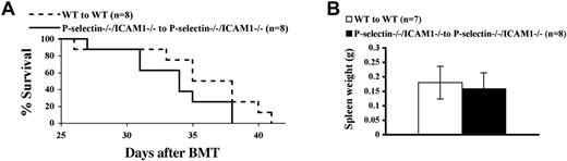 Figure 6. Lack of P-selectin and ICAM1 does not accelerate the development of BCR/ABL-induced B-ALL. (A) Kaplan-Meier survival curve for recipients of marrow transduced by BCR/ABL. Recipient mice received a cell dose of 1 × 106 cells/mouse. There was no significant difference in survival between wild-type (WT) recipients of transduced WT marrow and P-selectin/ICAM1-deficient recipients of transduced P-selectin/ICAM1-deficient marrow (P = .673). (B) Mean spleen weight (mean values ± SD) of leukemic mice (measured at the time of morbidity or death). There was no significant difference in spleen weight between the 2 transplant groups (P = .474).
