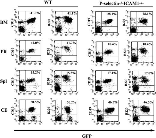 Figure 7. FACS analysis of BCR/ABL-expressing leukemic cells from bone marrow, peripheral blood, spleen, and pleural effusion of mice with B-ALL. Mice in both WT to WT and P-selectin-/-/ICAM1-/- to P-selectin-/-/ICAM1-/- groups showed similar percentages of GFP+/B220+ and GFP+/CD19+ myeloid cells in the spleen (Spl; P = .757 and .752), bone marrow (BM; P = .407 and .412), and pleural effusion (CE; P = .260 and .530), but significantly different percentages of GFP+/B220+ and GFP+/CD19+ myeloid cells in peripheral blood (PB; P = .002 and .006).