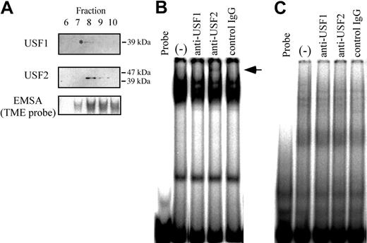 Figure 1. Binding of USF1 and USF2 to the TME in HEL cells. (A) Detection of USF1 and USF2 among the TME binding proteins. Western blotting was performed with fractions from a DNA affinity column. Fraction numbers of affinity column elute are indicated above. *Faint USF1 band. TME binding activity of each fraction was measured by EMSA. (B-C) Detection of USF1 and USF2 in the TME binding complex in HEL cells by the supershift assay. A supershift assay was performed with nuclear extracts of HEL cells and factor-specific antibodies. Arrow indicates supershifted band. The TME probe (B) or TMEmut probe (C) that includes the mutations in the E-box motifs was used. (–) indicates no antibody.