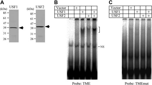 Figure 2. Binding activities of USF1 and USF2 to the TME. (A) Western blotting detection of USF1 and USF2 prepared by in vitro translation. Arrows indicate the band of either USF1 or USF2. (B) EMSA using the TME probe and USF1 and USF2 prepared by in vitro translation. The bracket indicates the specific shifted bands. NS indicates a nonspecific band. (C) EMSA was performed using the TMEmut probe. This probe includes the mutations in the E-box motifs.
