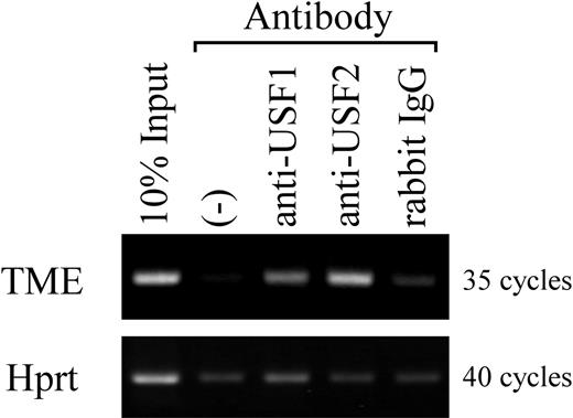 Figure 4. Analysis of USF1 and USF2 bindings to the TME in rat megakaryocytes. ChIP assay was performed using purified rat megakaryocytes. Antibodies for USF1 and USF2 or isotype-matched controls were used. Precipitated DNA fragments and 10% of total DNA samples were amplified by PCR using primers specific for the rat PF4 promoter (–300 to –182), including the TME (–219 to –182), or primers for Hprt as a control. PCR products were separated on a 2% agarose gel and stained by ethidium bromide. (–) indicates no antibody.
