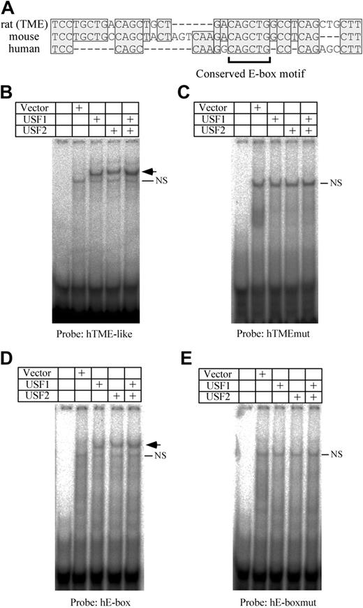 Figure 5. Analysis of USF1 and USF2 bindings to the human PF4 promoter. (A) Comparison of the rat TME promoter with the human and mouse TME-like sequences. Homologous sequences are indicated by shaded boxes. Dashes indicate deletion sequences. The bracket below the sequence indicates the conserved E-box motif. EMSA was performed using hTME-like (B), hTMEmut (C), hE-box (D), or hE-boxmut (E) probes. Arrows indicate the specific shifted bands. NS indicates a nonspecific band. The hTMEmut or hE-boxmut probes were prepared by mutating the E-box motif of the hTME or hE-box probe, respectively.