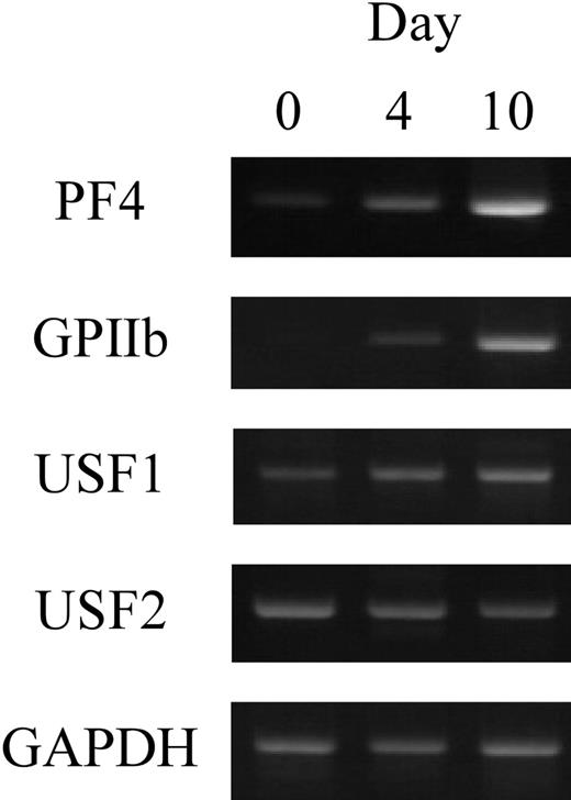 Figure 7. The expression of USF1 and USF2 during megakaryocytic differentiation. The expression levels of USF1 and USF2 genes in human megakaryocytes were evaluated by RT-PCR. Purified CD34+ cells were differentiated by TPO. The cultured cells were collected after 0, 4, or 10 days of differentiation, and total RNAs were isolated. RT-PCR was performed with specific primers for USF1 and USF2, PF4, and GPIIb.