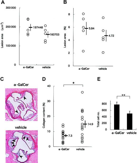 Figure 5. Effect of intensive α-GalCer administration on the late phase of atherosclerosis. ApoE-/- mice were injected weekly with α-GalCer or vehicle for a period of 11 weeks and examined for atherosclerosis at 19 weeks of age. (A) Mean lesion areas of each group are indicated as in Figure 4A. (B) Proportions of the oil red O-positive area to the whole lumen of the entire aorta were assessed by the en face method. (C) Representative histology of aortic sections from the α-GalCer group (top) or the control group (bottom) (Elastica-Masson staining). The collagen content is stained as blue in the lesion. Note that the blue region (arrowheads) in the α-GalCer-treated mouse is smaller than that in the control mouse. Original magnification, × 40. (D) Morphometric analysis of collagen contents of the atherosclerotic lesion. Mean lesion areas staining blue were quantitated with 3 aortic cross-sections per animal from a total of 10 animals. Statistical analyses were performed with the Mann-Whitney U test. *P < .05. (E) Total cell numbers per cross-section of lesion area. Values are mean ± SE. **P < .01.