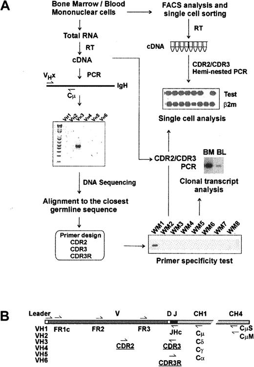 Figure 1. Strategy for molecular analysis of VH genes in WM. (A) Identification of clonotypic IgM VDJ sequence and design of primers. (B) Location of PCR primers on VH transcript.