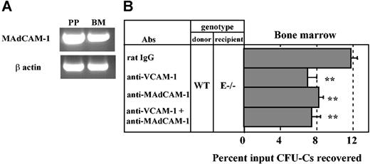 Figure 5. MAdCAM-1 is expressed in the bone marrow and mediates progenitor homing. (A) RT-PCR analysis of MAdCAM-1 mRNA expression in Peyer patch (PP) and bone marrow (BM) from a wild-type mouse. (B) Lethally irradiated E-selectin–deficient mice (E–/–) were injected with wild-type (WT) donor BM cells along with anti–MAdCAM-1 (MECA367) and/or anti–VCAM-1 (MK/2) antibodies. Three hours after injection, CFU-Cs were determined from the BM. **P < .01 compared with rat IgG control group, n = 5-11 per group. Data are presented as means ± SEM.