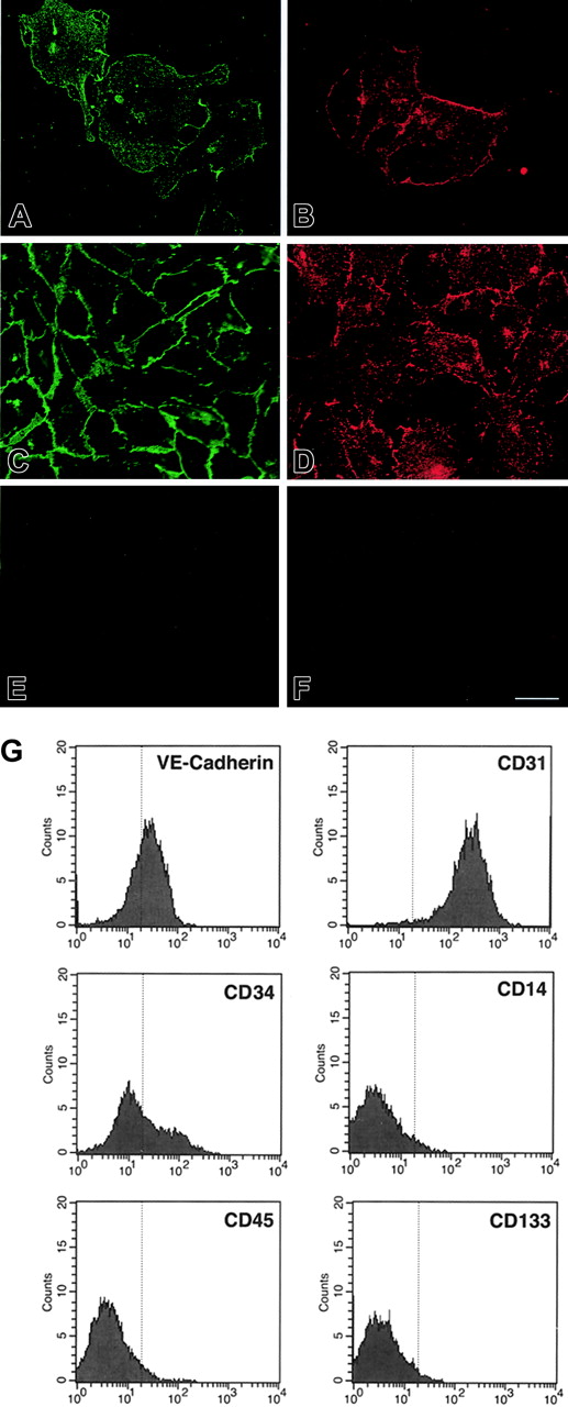 Figure 2. Expression of endothelial and hematopoietic cell markers in cultured cord blood CD34+ cells. (A-F) Immunofluorescence of cord blood CD34+ cells at 7 days (A-B) and 21 days of culture (E-F), stained for VE-cadherin (A,C) and Tie-2 (B,D). (E) Control goat IgG. (F) Control rabbit IgG. Bar is 28 μm. (G) Flow cytometric analysis of cord blood–derived endothelial cells at 21 days of culture stained for VE-cadherin, CD34, CD31, CD45, CD14, and CD133. The vertical line in each histogram marks the upper limit of IgG isotype controls.