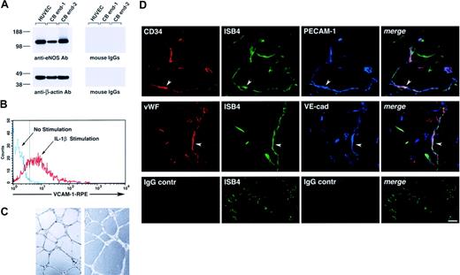 Figure 3. Functional characterization of cord blood–derived endothelial cells. (A) Western blotting of cell lysates of HUVECs and 2 samples of cord blood–derived cell monolayers showing expression of eNOS (top left panel). The bottom panel shows the same blot reprobed with an anti–β-actin antibody to demonstrate equal protein loading. (B) Flow cytometric analysis of VCAM-1 expression in cord blood–derived endothelial cells cultured for 8 hours in the presence or absence of IL-1β (25 ng/mL). The dotted vertical line marks the upper limit of the IgG isotype control. Representative of 3 experiments. (C) Representative microscopic fields of cord blood–derived endothelial cells, from 2 independent donors, forming cordlike structures after 16 hours' culture on Matrigel. (D) Confocal microscopy of Matrigel/cord blood–derived endothelial cell plugs transplanted into NOD/SCID mice, showing the development of human blood vessels. Functional human blood vessels are identified by the uptake of FITC-ISB4, coexpression of human CD34 and VWF, and endothelial markers PECAM-1 and VE-cadherin (arrowheads). Lower panels show background for red and blue fluorophores using isotype control IgGs. Vascular structures are still visible by the green fluorescence of FITC-ISB4. Reference bar is 50μm.