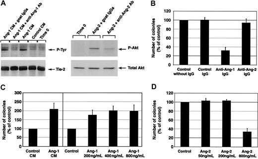 Figure 4. Development of endothelial cell colonies is regulated by angiopoietin-1. (A, left panel) Tyrosine phosphorylation of Tie-2 in HMECs is specifically induced by angiopoietin-1–conditioned medium (CM) from HEK293 transfectants (∼450 ng/mL angiopoietin-1) but not control CM from mock HEK293 transfectants. This phosphorylation is effectively blocked by the antiangiopoietin-1 antibody SC no. 6319 (15 μg/mL) but not by control goat IgGs. The bottom panel shows the same blot reprobed with an anti-Tie-2 antibody to demonstrate equal protein loading. (A, right panel) Detection of Akt phosphorylation induced by angiopoietin-2 (800 ng/mL) in HUVECs. Addition of the antiangiopoietin-2 antibody SC no. 7016 to the cultures at a concentration of 60 μg/mL significantly reduces Akt phosphorylation, indicating a function-blocking activity of this antibody. The bottom panel shows the same blot reprobed with a pan anti-Akt antibody to verify equal protein loading in each lane. (B) Inhibition of endothelial colony formation by antiangiopoietin-1–, but not antiangiopoietin-2–blocking antibodies. Numbers of colonies generated over 7 days in culture of CD34+ cells in the presence of angiopoietin-specific antibodies (15 μg/mL) are expressed as percentage of those developing in control cultures without IgGs. Data represent the mean ± SE of n = 7, P < .0005 in antiangiopoietin-1 antibody cultures versus control. (C, left panel) Coculture of CD34+ cells with conditioned medium (CM) from angiopoietin-1 HEK293 transfectants leads to an increased number of endothelial cell colonies as compared to control cocultures using mock-transfected HEK293 cells. Data represent the mean ± SE of n = 3, P < .05 in angiopoietin-1–treated cultures versus control. (C, right panel) Similarly, addition of increasing concentration of purified recombinant angiopoietin-1 to the cultures results in the development of an increased number of endothelial colonies. Graphed data are expressed as mean ± SE of 3 independent experiments (P < .05 at all concentrations tested versus control). (D) Similar to the inhibitory effects of antiangiopoietin-1 antibodies, high concentrations of angiopoietin-2 (800 ng/mL), a known antagonist of angiopoietin-1/Tie-2 interactions, inhibit the formation of endothelial cell colonies. Graphed data are expressed as mean ± SE of 6 independent experiments (P < .0006 in cultures treated with 800 ng/mL angiopoietin-2 versus control).
