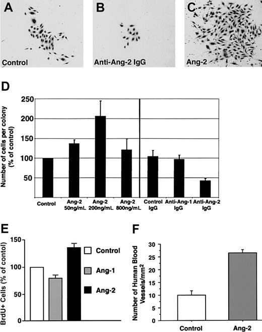 Figure 5. Expansion of endothelial cell colonies is regulated by angiopoietin-2. (A-C) Representative microscopic fields showing the decreased size of endothelial cell colonies developing in the presence of antiangiopoietin-2–blocking antibodies (B) as compared to control cultures, containing control IgGs (A). Conversely, significantly larger colonies are formed in cultures treated with low concentrations of angiopoietin-2 (200 ng/mL) as shown in panel C. (D) Morphometric assessment of the number of endothelial cells per colony developing in cultures treated with increasing concentrations of angiopoietin-2 (left) or in the presence of antiangiopoietin-1, antiangiopoietin-2, or control antibodies (right). Addition of angiopoietin-2 up to 200 ng/mL significantly increases the number of cells per colony. Conversely, blocking signaling of endogenous angiopoietin-2 using antiangiopoietin-2–specific antibodies decreases the number of cells per colony. Graphed data represent the number of cells per colony expressed as percentage of control cultures and plotted as mean ± SE of 3 to 4 independent experiments (P < .04 at 50 ng/mL and P = .008 at 200 ng/mL angiopoietin-2 versus control). (E) BrdU incorporation at day 7 of culture in endothelial colonies derived from cord blood CD34+ cells, treated with recombinant angiopoietin-1 or angiopoietin-2 at 200 ng/mL. Data are presented as the mean ± SE from 7 independent experiments. Angiopoietin-2 versus control P = .0017; angiopoietin-1 versus control, not significant. (F) Morphometric analysis of functional human blood vessels developing from cord blood–derived endothelial cells in Matrigel plugs, transplanted in vivo in the presence or absence of angiopoietin-2–loaded alginate beads. Cryostat sections of Matrigel grafts were collected at 100-μm intervals over a 4-mm range and scored for the presence of human VWF+/ISB4+ vascular structures. Data are expressed as mean ± SE of 100 to 396 microscopic fields per graft (n = 4; P < .0001; one microscopic field = 645 μm2).