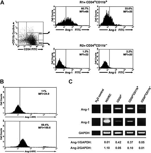 Figure 6. Cell surface–bound endogenous angiopoietins and expression of angiopoietin-1 and angiopoietin-2 transcripts in a CD34+CD11b+ subset. (A) Purified cord blood CD34+ cells were cultured for 48 hours in EBM and then analyzed by 3-color flow cytometry for the expression of CD34, CD11b, and either surface-bound endogenous angiopoietin-1 or angiopoietin-2. Gating on CD34+CD11b+ (R1) and CD34+CD11b– (R2) subsets reveals that the CD34+CD11b+ but not the CD34+CD11b– subset comprises a significant proportion of angiopoietin-1–bearing cells (left histograms). A smaller fraction of CD34+CD11b+ also binds angiopoietin-2, although dimly (right histograms). Quadrants in the dot-plot have been set to comprise background fluorescence of isotype control antibodies in the bottom left quadrant. Vertical bars within histograms indicate the upper limit of the negative isotype control. Numbers within the histograms plots identify the percentage of cells bearing angiopoietin-1– and angiopoietin-2–specific immune reactivity at the cell surface and the MIF of the angiopoietin-positive populations. Data are representative of 3 independent experiments. (B) Detection of endogenous angiopoietin-1 and angiopoietin-2 bound to the cell surface of endothelial cells derived from cord blood CD34+ cells at day 7 of culture. Numbers within the histogram plots identify the percentage of cells bearing angiopoietin-1–specific (top panel) and angiopoietin-2–specific (bottom panel) immune reactivity at the cell surface and the MIF of the angiopoietin-positive populations. Data are representative of 3 independent experiments. (C) RT-PCR analysis of angiopoietin-1 (top panels), angiopoietin-2 (middle panels), and GAPDH (bottom panels) mRNA expressed in HUVECs, purified CD34+, CD34+CD11b+, and CD34+CD11b– subsets. Densitometric quantifications of angiopoietin-1 and angiopoietin-2 PCR products normalized to GAPDH are shown at the bottom.