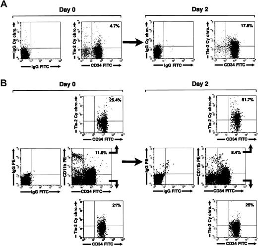 Figure 7. Regulation of Tie-2 receptor expression on cord blood CD34+ cells. (A) Two-color flow cytometric analysis of cord blood CD34+ cells showing expression of Tie-2 in freshly isolated cells (day 0) and after 2 days of culture (day 2). (B) Three-color flow cytometric analysis of cord blood CD34+ cells stained for CD34, CD11b, and Tie-2. Middle panels show the staining for CD34 and CD11b relative to isotype control antibodies in freshly isolated cells (day 0) and after 2 days of culture (day 2). Gating on the CD34+CD11b+ (B, upper panels) and CD34+CD11b– (B, lower panels) populations demonstrate the selective up-regulation of Tie-2 in the CD34+CD11b+ subset at 2 days of culture. Percentages of CD34+Tie-2+ cells and CD34+CD11b+ are indicated in dot-plot quadrants. Data are representative of 5 independent experiments.