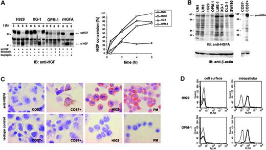 Figure 1. MM cells proteolytically convert HGF into its active form and express the serine protease HGFA. (A) MM cells convert HGF into its active form. MM cell lines NCI-H929, XG-1, and OMP-1 were incubated with scHGF for 6 hours in the presence or absence of thrombin, the serine protease inhibitor leupeptin, or both, as indicated. HGF conversion was determined by immunoblotting with anti-HGF. As positive control, HGF conversion by recombinant HGFA is shown (left panel). The right panel shows the time kinetics of scHGF conversion by MM cells (in the presence of thrombin). As positive and negative controls, scHGF conversion by COS-7 cells transfected with either a plasmid containing HGFA or empty vector are shown. (B) Expression of HGFA in MM cell lines. Cell lysates were immunoblotted by using a monoclonal anti-HGFA antibody (A-1). COS-7 cells transfected with HGFA and the colorectal carcinoma cell lines DLD-1 and SW480 were used as positive controls. COS-7 cells transfected with empty vector were used as negative controls. β-Actin was used as loading control (bottom panel). (C) Expression of HGFA in MM cell lines and primary myeloma cells. MM cell line NCI-H929, primary myeloma (PM) cells, or COS-7 cells transfected with either empty vector or a plasmid containing HGFA were immunocytochemically stained with mAb A-1 against HGFA or isotype control. (D) HGFA expression in MM cells is intracellular. The indicated MM cells, either permeabilized (right panel) or not (left panel), were stained with anti-HGFA mAb PI-4 (bold line) or isotype control antibody (gray line). Expression was measured by FACS analysis.