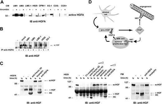 Figure 2. HGFA mediates HGF conversion by MM cells. (A) MM cells secrete HGFA. To detect the active (34 kDa) form of HGFA, MM-conditioned medium (CM), either pretreated or not with thrombin, as indicated, was immunoblotted with anti-HGFA antibody A-1. (B) HGFA from MM-conditioned medium converts HGF. HGFA(+) or IgG control (-) immunoprecipitates from MM-conditioned medium were analyzed in a HGF conversion assay. (C) HGFA mediates HGF activation by MM cells. The effects of neutralizing antibodies against HGFA (P1-4) and factor XIIa (OT-2), protease inhibitors aprotinin and leupeptin, and C1-inhibitor on HGF activation by recombinant HGFA (left panel) and conditioned medium of MM cell line NCI-H929 (middle panel) and primary MM cells (right panel) were analyzed by the HGF conversion assay. HC indicates immunoglobulin heavy chain. (D) Activation and biologic actions of HGF in the myeloma microenvironment.