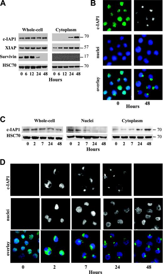 Figure 1. c-IAP1 redistribution in human leukemia cell lines undergoing TPA-induced differentiation. U937 (A-B) and THP1 (C-D) cells were treated for indicated times with 20 nM TPA to induce a macrophage-like differentiation. (A,C) Western blot analysis of indicated proteins in whole-cell, cytoplasmic, and nuclear extracts. HSC70 was used as a loading control. (B,D) Fluorescence microscopy analysis of c-IAP1 (green), as observed using an anti-c-IAP1 mAb (Pharmingen). Nuclei, labeled with Hoechst 33342, are stained in blue. Magnification × 300.