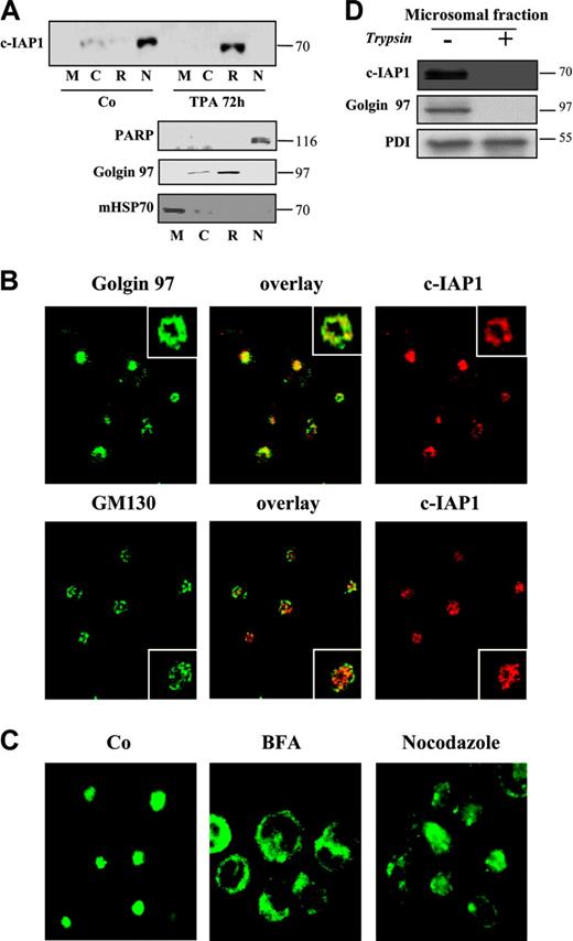 Figure 2. c-IAP1 is localized to the Golgi apparatus in differentiated cells. (A) Western blot analysis of c-IAP1 (pAb; Santa Cruz Biotechnology) expression in the mitochondrial (M), cytosolic (C), reticular/microsomal (R), and nuclear (N) fractions obtained from U937 cells before (Co) and after exposure to 20 nM TPA for 72 hours. The expression of poly(ADP-ribose)polymerase (PARP), Golgin 97, and mitochondrial HSP70 was used to assess the enrichment of each cell fraction. (B) THP1 cells were treated with TPA for 48 hours before analyzing the expression of c-IAP1 (red), Golgin 97 (green), or GM130 (green) by confocal microscopy (magnification × 300). (Insets) Increased magnification of Golgi labeling (magnification × 3000). (C) c-IAP1 expression in TPA-differentiated THP1 cells before (Co) and after exposure to either brefeldin A (BFA; 5 μg/mL; 2 h 30 min) or nocodazole (10 μM; 1 h). c-IAP1 expression was observed by fluorescence microscopy (magnification ×700) using an anti-c-IAP1 mAb (Pharmingen). (D) Western blot analysis of c-IAP1 expression under limited proteolytic digestion of the reticular/microsomal fraction of TPA-differentiated U937 cells. Golgin 97 and protein disulfide isomerase (PDI) are used as positive and negative controls, respectively.