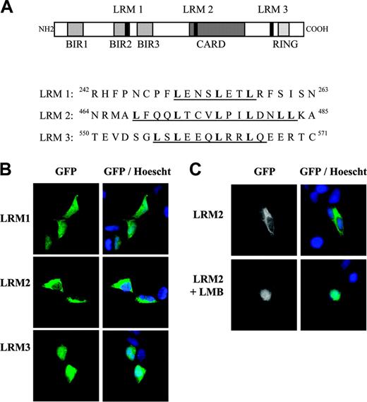 Figure 4. Identification of a potential nuclear export sequence in c-IAP1. (A) (Top) Schematic representation of amino acid motifs in c-IAP1 protein (619 amino acids). Leucine-rich motifs (LRMs) that could behave as nuclear export signal (NES) are indicated (BIR indicates baculovirus IAP repeat; CARD, caspase recruitment domain). (Bottom) Amino acid sequence of regions containing a potential LRM (underlined). (B-C) The cDNA sequences encoding the 3 LRMs were fused to GFP in the pEGFP-C1 vector. These constructs were transiently transfected into HeLa cells and microscopy analyses were performed 24 hours later. Nuclei were stained with Hoechst 33342 (magnification × 500). When indicated, LMB (200 nM) was added 3 hours before analysis.