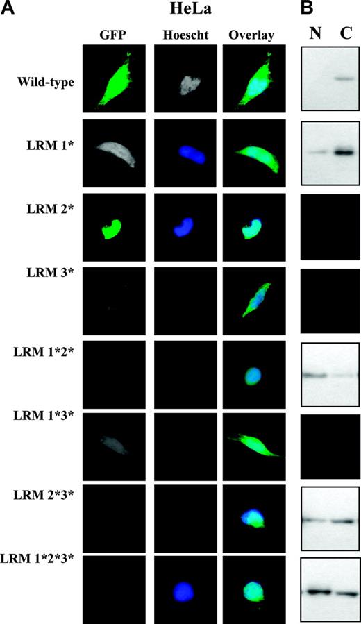 Figure 5. LRM2 is the functional nuclear export signal in c-IAP1. (A) Fluorescence microscopy analysis of HeLa cells transfected for 24 hours with constructs encoding wild-type or mutated GFP-c-IAP1 (nuclei were stained with Hoechst 33342). Leucine residues in LRMs (LRM1*: Leu250, Leu254, Leu257; LRM2*: Leu468, Leu472, Leu476, Leu483; LRM3*: Leu556, Leu558, Leu562, Leu565) were replaced by alanine residues using site-directed mutagenesis. *Mutated constructs (magnification ×1000). (B) Western blot analysis of GFP expression in nuclear (N) and cytoplasmic (C) extracts from HeLa cells transfected 24 hours before with indicated constructs.