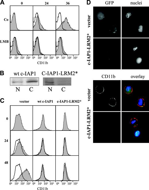 Figure 6. Overexpressed c-IAP1 interferes with TPA-induced THP1 cell differentiation. (A) Flow cytometry analysis of CD11b membrane expression in THP1 cells treated with 20 nM TPA for indicated times (h) in the presence or absence of 100 nM leptomycin B (LMB). Gray histograms indicate treated cells; and white histograms, untreated cells. (B) Western blot analysis of GFP expression in nuclear (N) and cytoplasmic (C) extracts from THP1 cells transfected with wild-type (wt-c-IAP1) and LRM2-mutated (c-IAP1-LRM2*) GFP-c-IAP1. (C) Flow cytometry analysis of CD11b expression in GFP-positive THP1 cells transfected with pEGFP empty vector (vector) or wild-type (wt-c-IAP1) or LRM2-mutated (c-IAP1-LRM2*) GFP-c-IAP1 constructs. Cells were treated with 20 nM TPA for indicated times (h). Gray histograms indicate treated cells; and black lines, control untreated cells. (D) Fluorescence microscopy analysis of THP1 cells transfected with pEGFP empty vector (vector) or LRM2-mutated GFP-c-IAP1 construct (c-IAP1-LRM2*). Cells were incubated with 20 nM TPA for 48 hours and labeled with an anti-CD11b Ab (red). Nuclei were stained with Hoechst 33342 (blue). Magnification × 600.