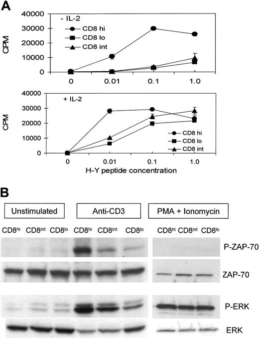 Figure 2. CD8+ T cells from male H-Y mice possess a high activation threshold due to a defect in TCR signal transduction. (A) Purified CD8+ T cells (1 × 104) from female H-2b H-Y (CD8hi), male H-2b H-Y (CD8lo), or male H-2b/d H-Y (CD8int) mice were cultured with irradiated B6-Tap-1-/- splenocytes (5 × 105) ± IL-2 and the indicated concentration of H-Y peptide. Proliferation was determined after 3 days, and the error bars represent the standard deviation of triplicate cultures. (B) Western blot analysis of CD8hi, CD8int, and CD8lo cells immediately ex vivo or after stimulation for 10 minutes with anti-CD3 (10 μg/mL) or PMA (25 ng/mL) and ionomycin (500 ng/mL). Blots were probed with antiphospho-ZAP-70 and phospho-ERK and then stripped and reprobed with antibodies to unphosphorylated ZAP-70 and ERK2.
