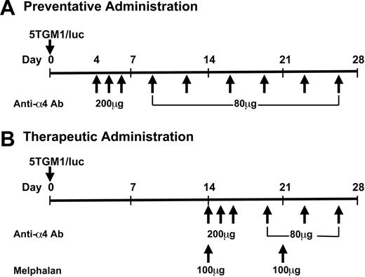 Figure 1. Experimental protocol. One million cells per mouse were inoculated through tail vein in 6- to 8-week-old female bg/nd/xid mice under anesthesia. Anti-α4 Ab and melphalan were given intraperitoneally.