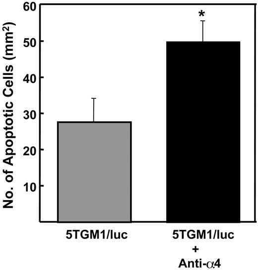 Figure 6. Effects of preventative administration of the anti-α4 Ab on apoptosis of 5TGM1/luc myeloma cells in bone. Apoptotic 5TGM1/luc myeloma cells with characteristic morphology including cell shrinkage, nuclear pyknosis, and chromatin condensation were counted on H-E-stained histological sections as described in “Materials and methods.” Data are mean ± SEM (n = 5). *Significantly different from untreated group.