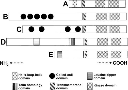 Figure 2. Representation of the oligomerization domain(s) within the 5′ partner genes that are fused with PDGFRB. The 5′ partner genes are (A) ETV6, (B) PDE4DIP or myomegalin, (C) rabaptin 5, (D) HIP1, and (E) H4/D10S170.